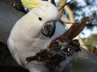 image of sulphur_crested_cockatoo