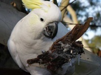 image of sulphur_crested_cockatoo #14