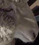 image of animal