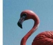 image of animal