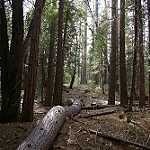 image of forest