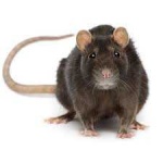 image of animal