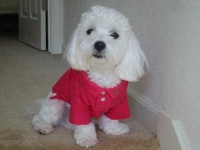 image of maltese_dog