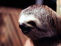 image of three_toed_sloth
