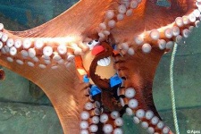 image of octopus