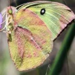 image of animal