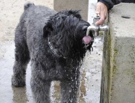 image of bouvier_des_flandres