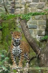 image of jaguar_car