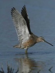 image of dowitcher