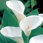 image of giant_white_arum_lily #27