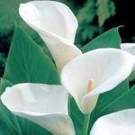 image of flower