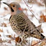 image of bird
