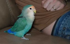 image of lovebird