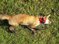 image of kit_fox