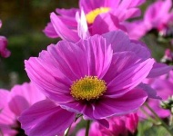 image of flower