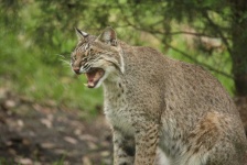 image of animal