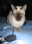 image of siamese_cat #20