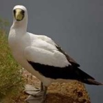 image of bird