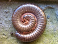 image of animal