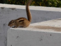 image of animal