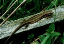 image of common_newt #30