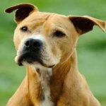 image of animal