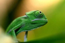image of african_chameleon