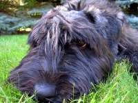 image of bouvier_des_flandres
