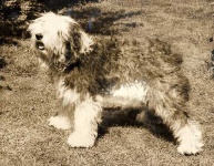 image of old_english_sheepdog #2