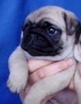 image of pug