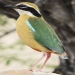 image of indian_pitta #27