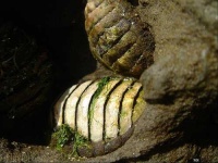image of chiton