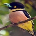 image of bird