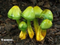 image of hygrocybe #21