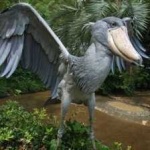 image of bird
