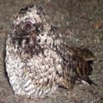 image of bird