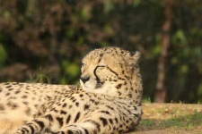 image of jaguar_car