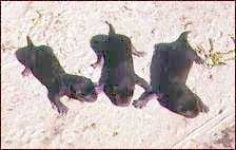 image of mink