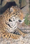 image of jaguar_car