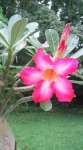 image of flower