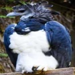 image of bird