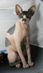 image of animal