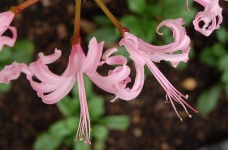 image of flower