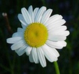 image of flower