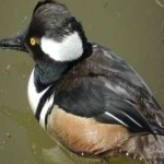 image of bird