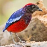 image of red_bellied_pitta #27