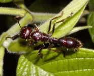 image of ant
