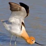 image of bird
