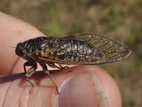 image of cicada