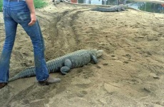 image of american_alligator